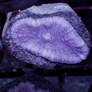 Pastel Purple Rhodactis Mushroom