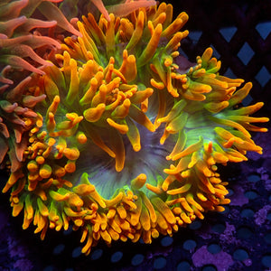 WYSIWYG Pacific Starfire Bubble Tip Anemone (3-5”)