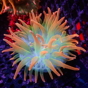 WYSIWYG Ultra Rainbow Skittle Pop Bubble Tip Anemone (3-5")