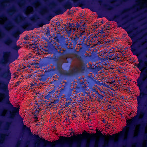 WYSIWYG Ruby Red Haddoni Carpet Anemone (5-7")