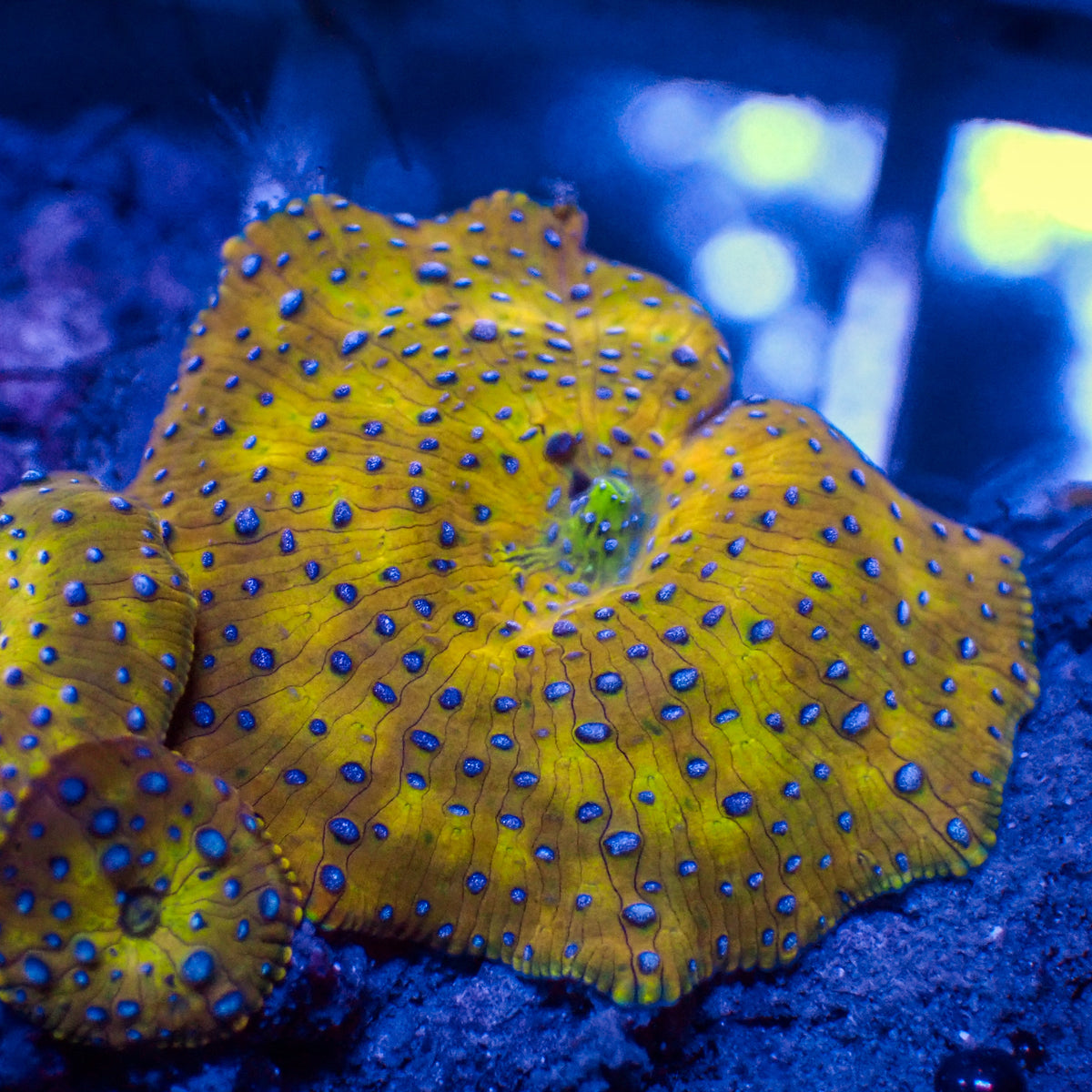 Blue Spotted Gold Discosoma Mushroom - Corals Anonymous
