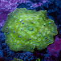 Blue Spotted Green Discosoma Mushroom - Corals Anonymous