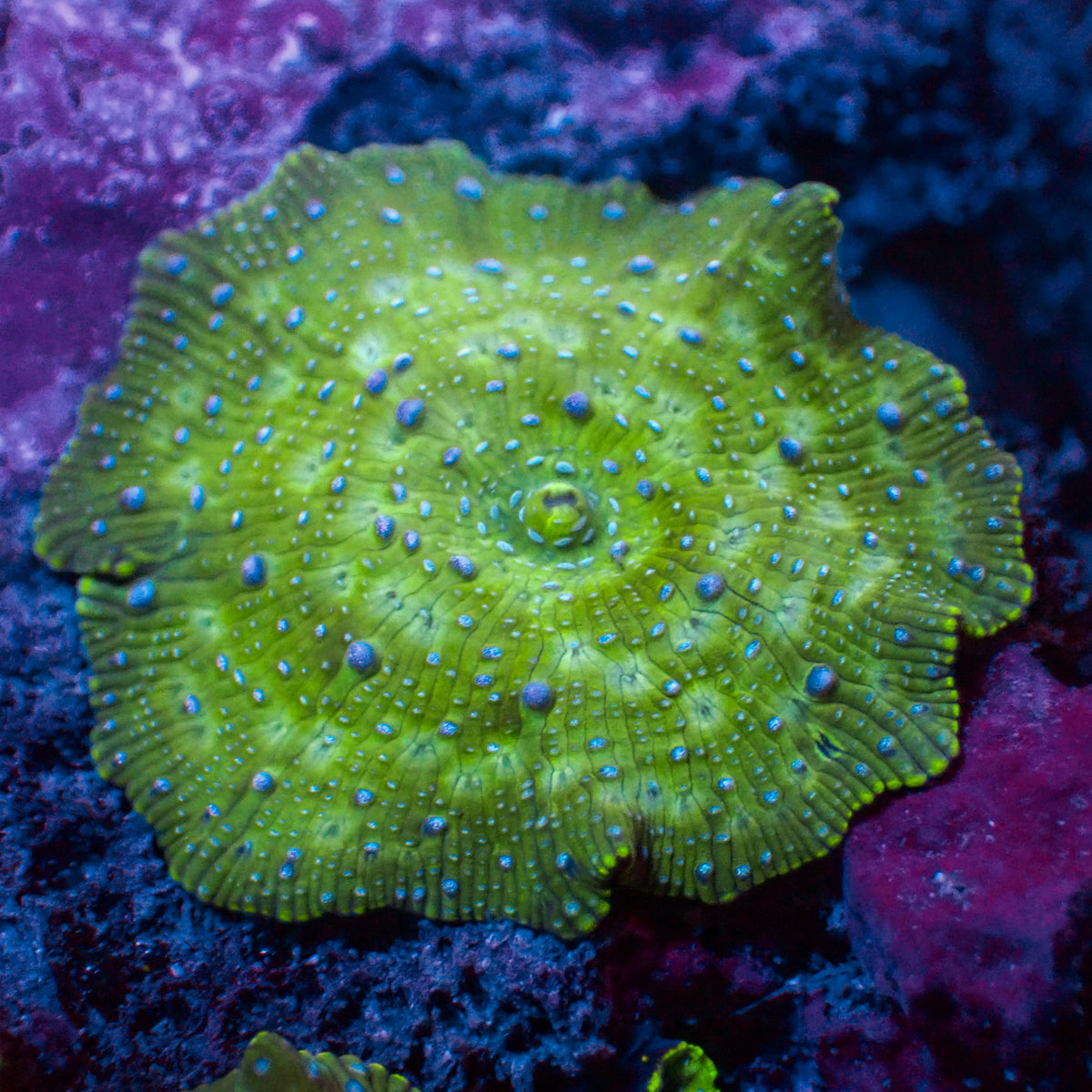 Blue Spotted Green Discosoma Mushroom - Corals Anonymous