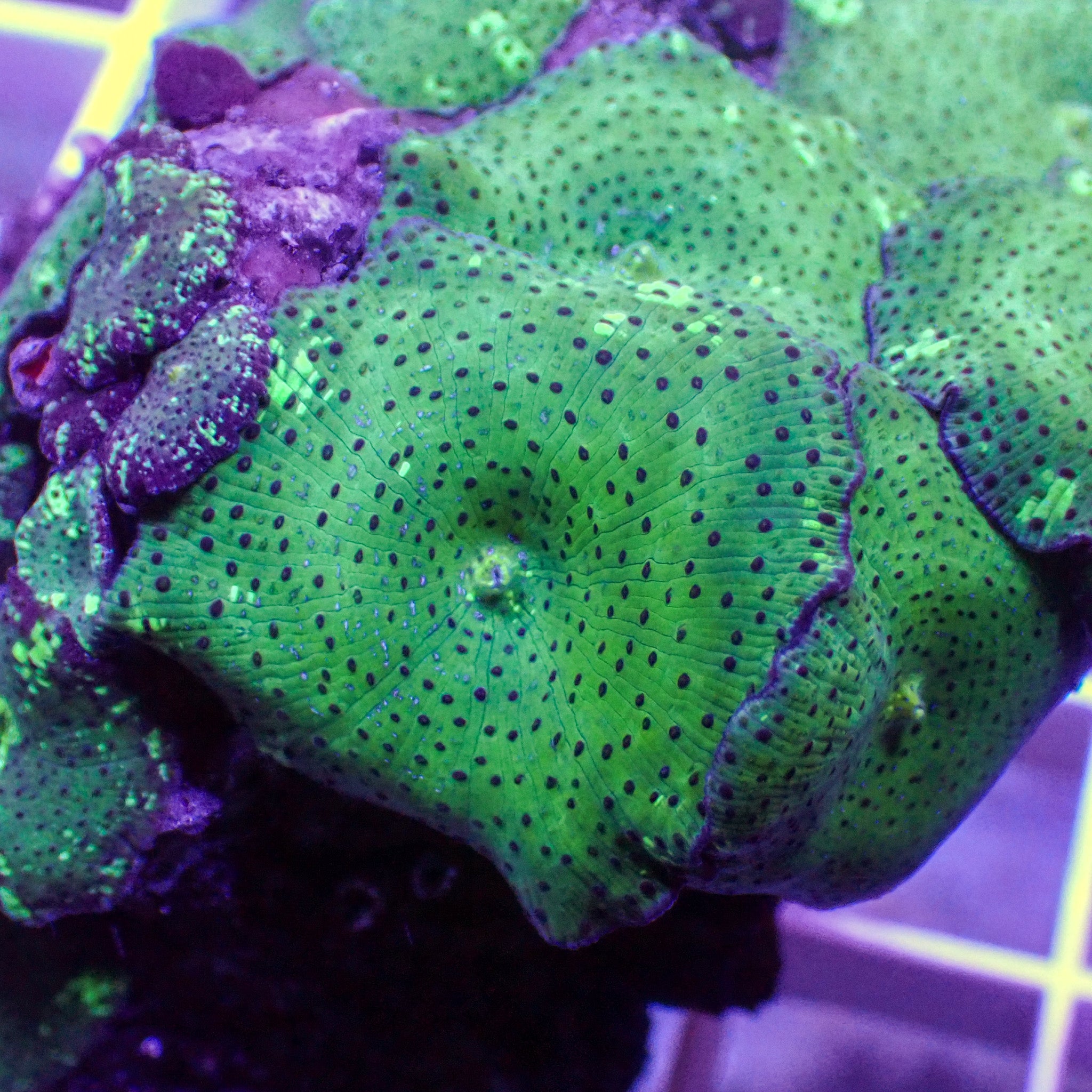 Spotted Green Discosoma Mushroom