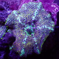 Purple Nebula Discosoma Mushroom

