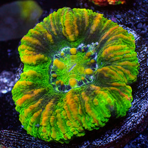 WYSIWYG Aussie Yellow Tiger Button Scoly (0.5-1")