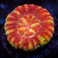 WYSIWYG Multicolor Aussie Lava Button Scoly (0.5-1.5”)