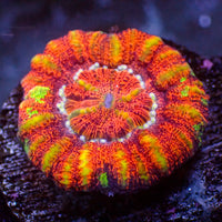 WYSIWYG Multicolor Aussie Lava Button Scoly (0.5-1.5”)