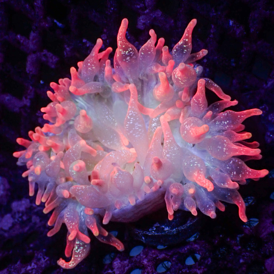 Ultra Rainbow Speckled Strawberry Bubble Tip Anemone (2-3") - Corals Anonymous