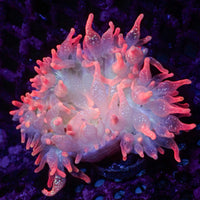 Ultra Rainbow Speckled Strawberry Bubble Tip Anemone (2-3")