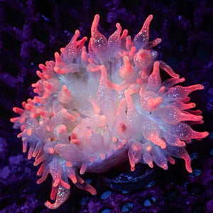 Ultra Rainbow Speckled Strawberry Bubble Tip Anemone (2-3")