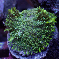 Green Rhodactis Mushroom
