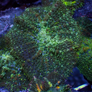 Green Rhodactis Mushroom