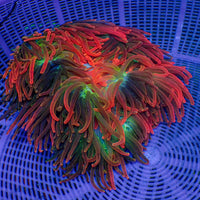 WYSIWYG XL Ultra Juicy Rainbow Bubble Tip Anemone (8-10")
