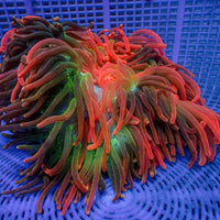 WYSIWYG XL Ultra Juicy Rainbow Bubble Tip Anemone (8-10")
