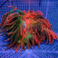 WYSIWYG XL Ultra Juicy Rainbow Bubble Tip Anemone (8-10")
