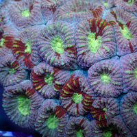 Pink Martini Rainbow Favia (2-3 Polyps)
