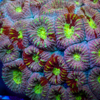 Pink Martini Rainbow Favia (2-3 Polyps) (❤️Holiday Special!) - Corals Anonymous
