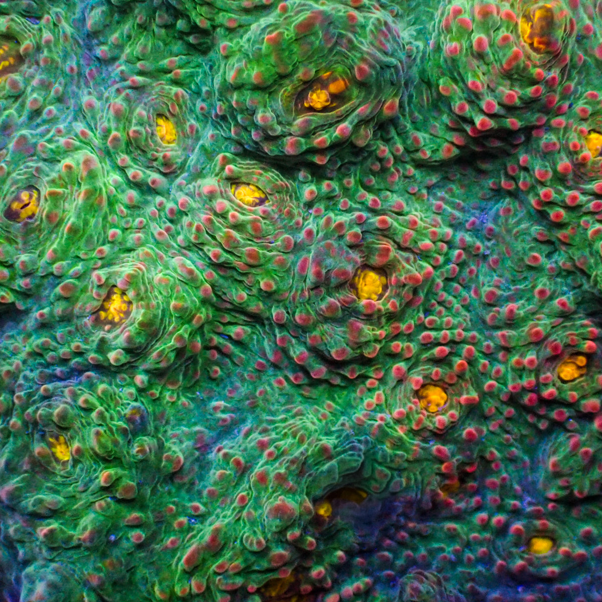 Lemon Eye Rainbow Chalice (1" Frag) - Corals Anonymous