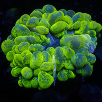 WYSIWYG Ultra Neon Cat Eye Bubble Coral (3-4")