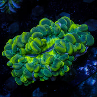 WYSIWYG Ultra Neon Cat Eye Bubble Coral (3-4")