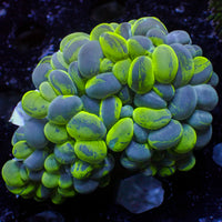 WYSIWYG Ultra Neon Cat Eye Bubble Coral (3-4")