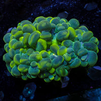 WYSIWYG Ultra Neon Cat Eye Bubble Coral (3-4")