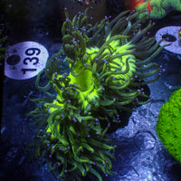 WYSIWYG Blue Tip Elegance Colony (3-4")