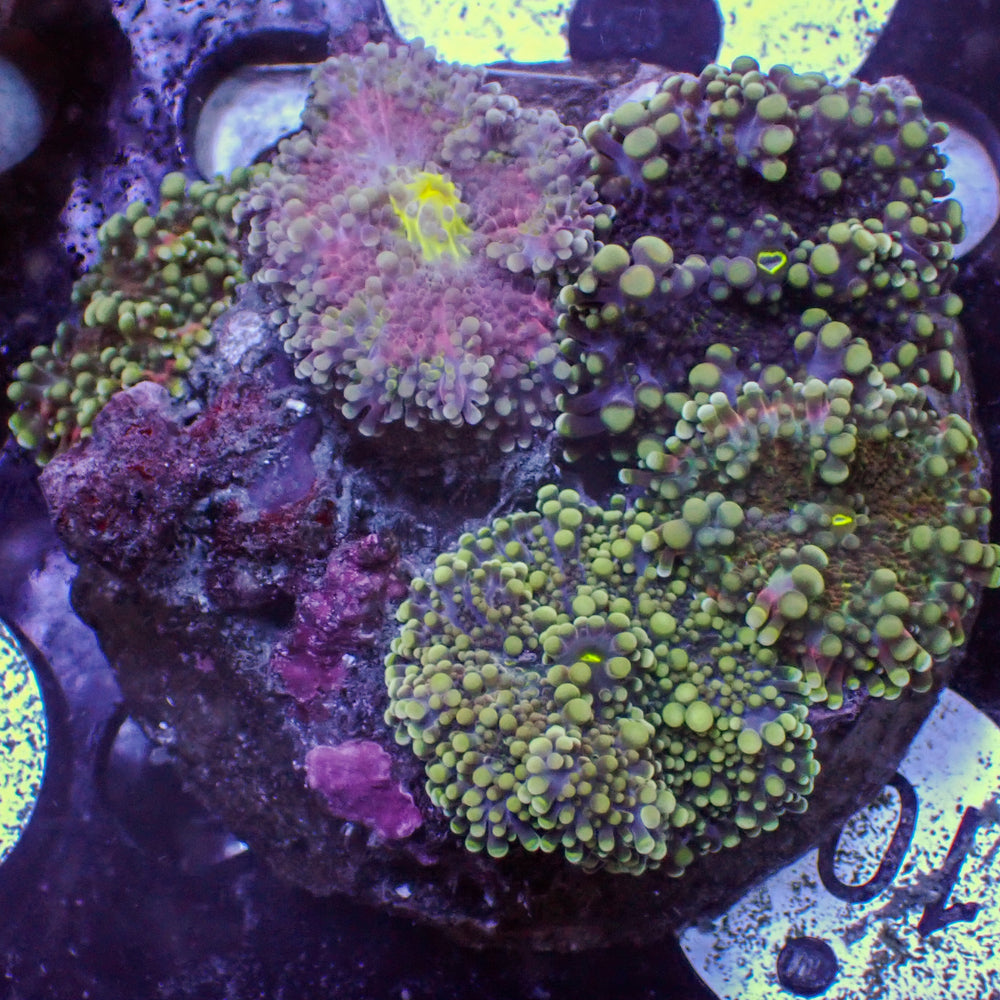 WYSIWYG Rainbow Yuma Mushroom Combo Colony (5 Polyps)