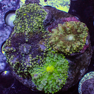 WYSIWYG Rainbow Yuma Mushroom Combo Colony (4 Polyps)