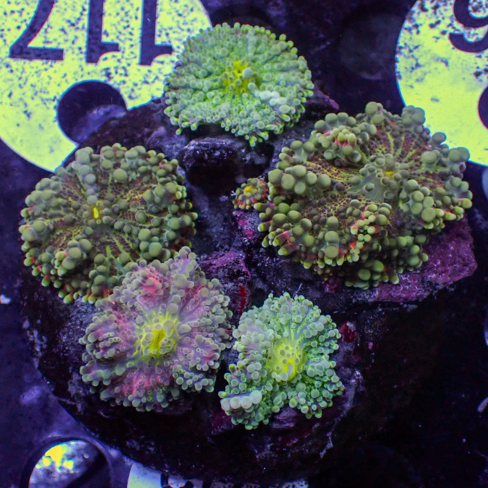 WYSIWYG Rainbow Yuma Mushroom Combo Colony (5 Polyps)