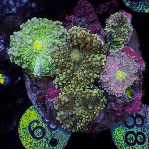 WYSIWYG Rainbow Yuma Mushroom Combo Colony (5 Polyps)