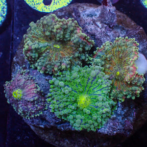 WYSIWYG Rainbow Yuma Mushroom Combo Colony (4 Polyps)