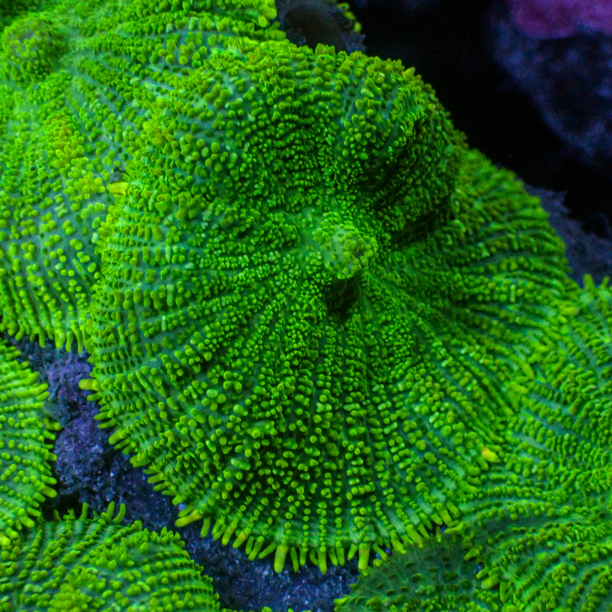 Bright Green Rhodactis Mushroom - Corals Anonymous