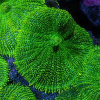 Bright Green Rhodactis Mushroom
