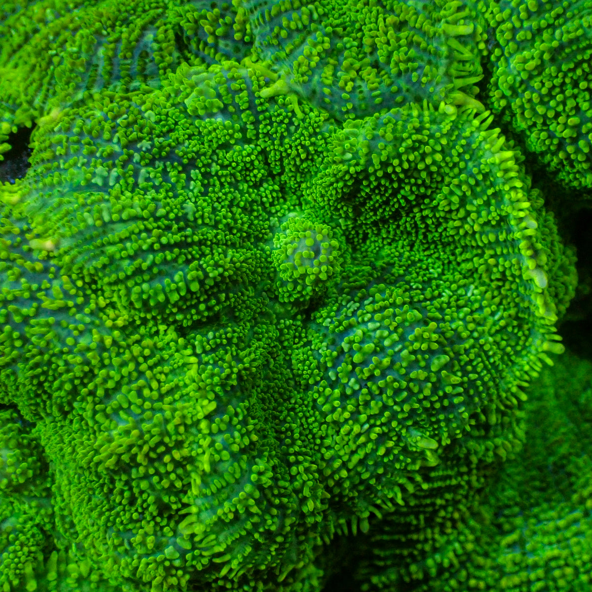 Bright Green Rhodactis Mushroom - Corals Anonymous