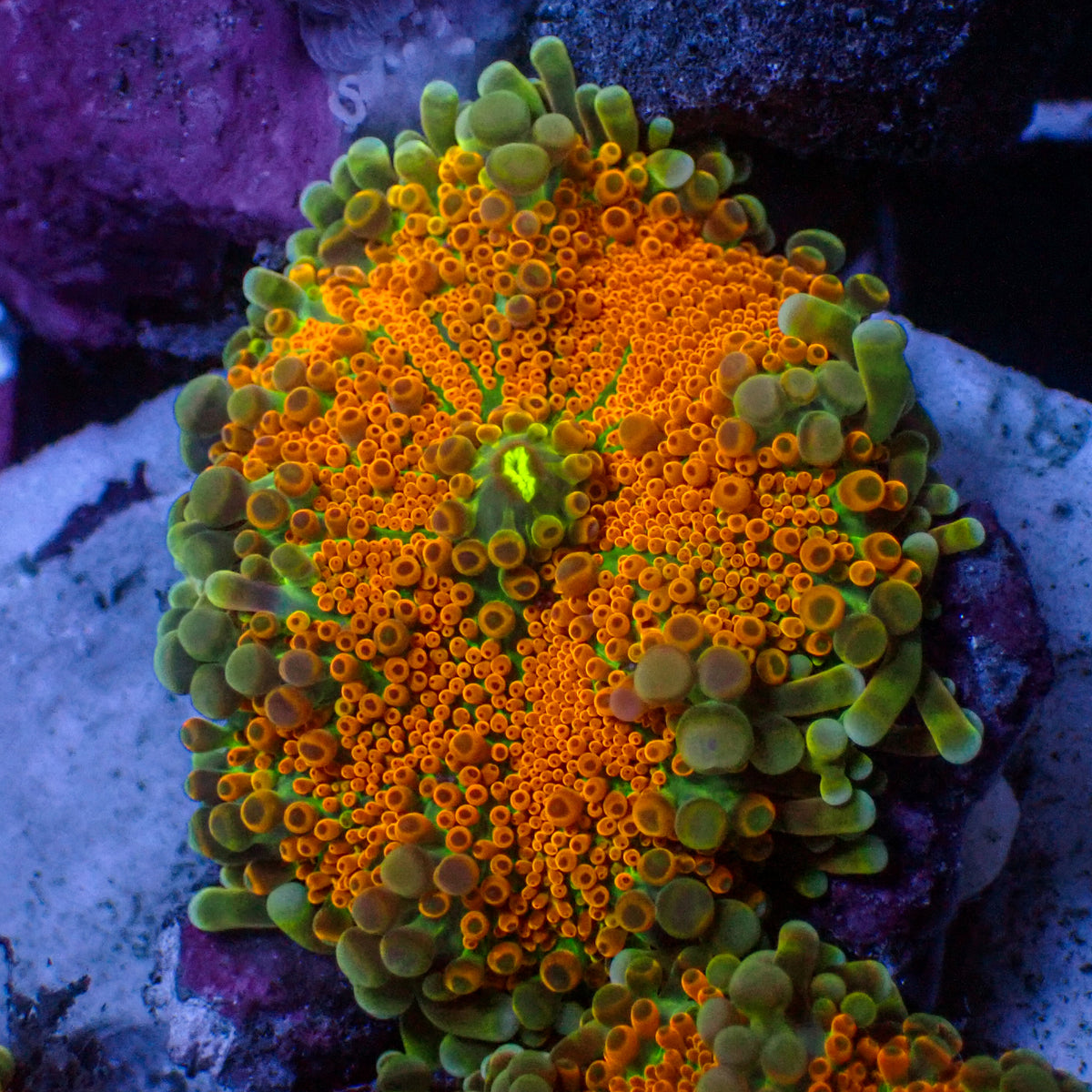 Tangerine Dream Yuma Mushroom - Corals Anonymous