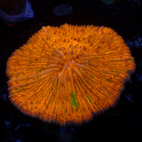 WYSIWYG Green Spotted Orange Fungia Plate (3-4")