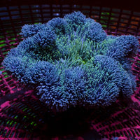 Sapphire Green Gigantea Carpet Anemone