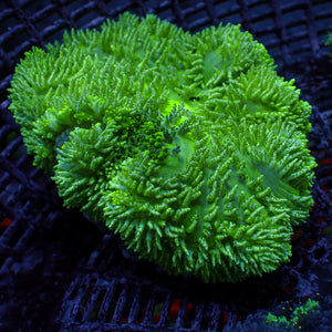 WYSIWYG Highlighter Green Hemprichii Anemone (2-3")