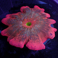 WYSIWYG XL Red Ruby Rainbow Haddoni Carpet Anemone (10-12")
