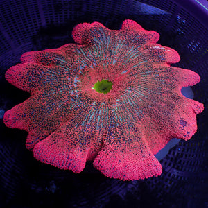 WYSIWYG XL Red Ruby Rainbow Haddoni Carpet Anemone (10-12")