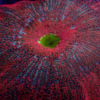 WYSIWYG XL Red Ruby Rainbow Haddoni Carpet Anemone (10-12")
