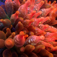 WYSIWYG Speckled Solarburst Bubble Tip Anemone (3-4")
