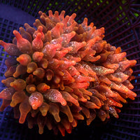 WYSIWYG Speckled Solarburst Bubble Tip Anemone (3-4")
