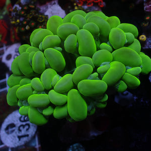 WYSIWYG Neon Green Bubble Coral (3-4")