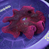 WYSIWYG XL Red Ruby Rainbow Haddoni Carpet Anemone (10-12")
