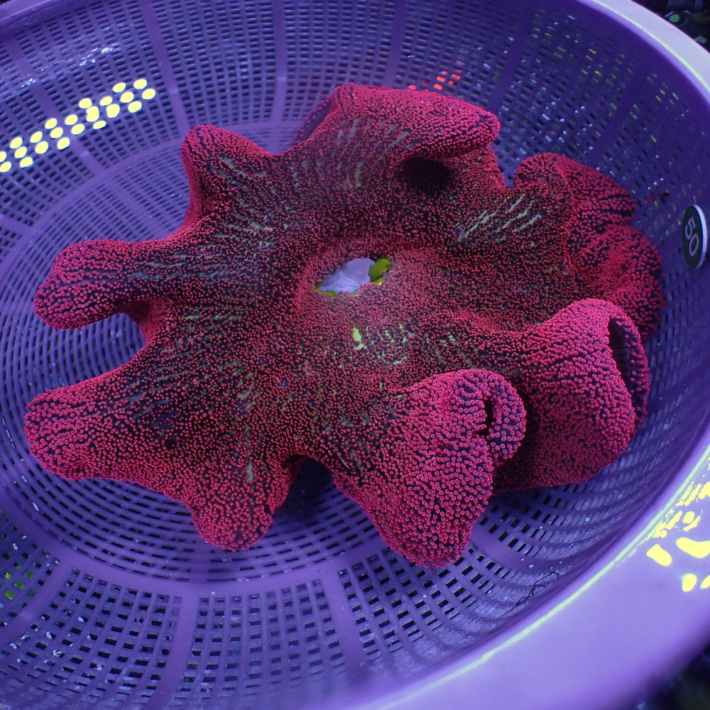 WYSIWYG XL Red Ruby Rainbow Haddoni Carpet Anemone (10-12