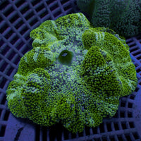 Jade Peppermint Haddoni Carpet Anemone
