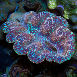 WYSIWYG Blue Tridacna Crocea Clam (1.5-2") (Aquaculture)